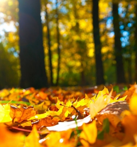 Automne chauffage