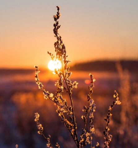 Froid hiver nature